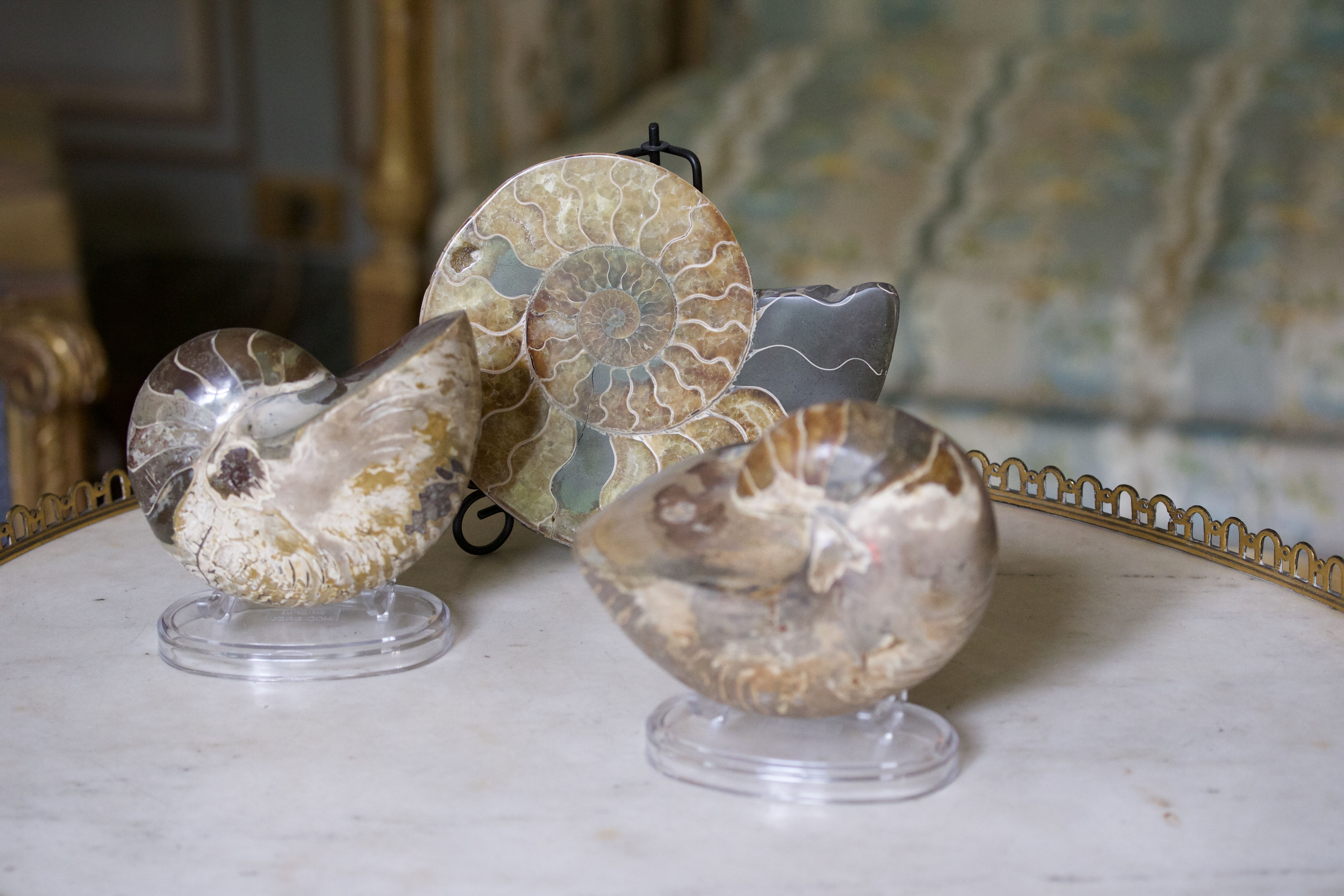 Ensemble comprenant deux fossiles ammonites polies et un demi-ammonite calcaire polie